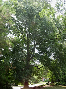 Water oak tree in landscape
